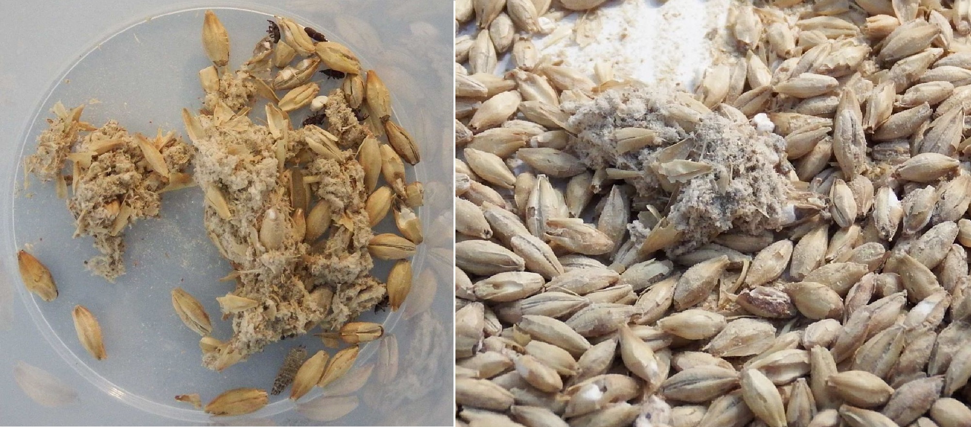 Das linke Bild zeigt einen Plastikbecher mit enthaltenen Mottengespinsten und Käfern neben Gerstenmalzkörnern. Auf dem Bild daneben sind weitere Gerstenmalzkörner und ein Mottengespinst zu sehen.